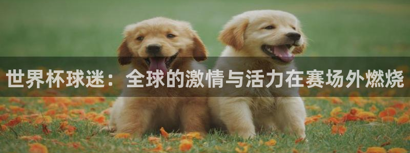 世界杯直播观看：世界杯球迷：全球的激情与活力在赛场外燃烧